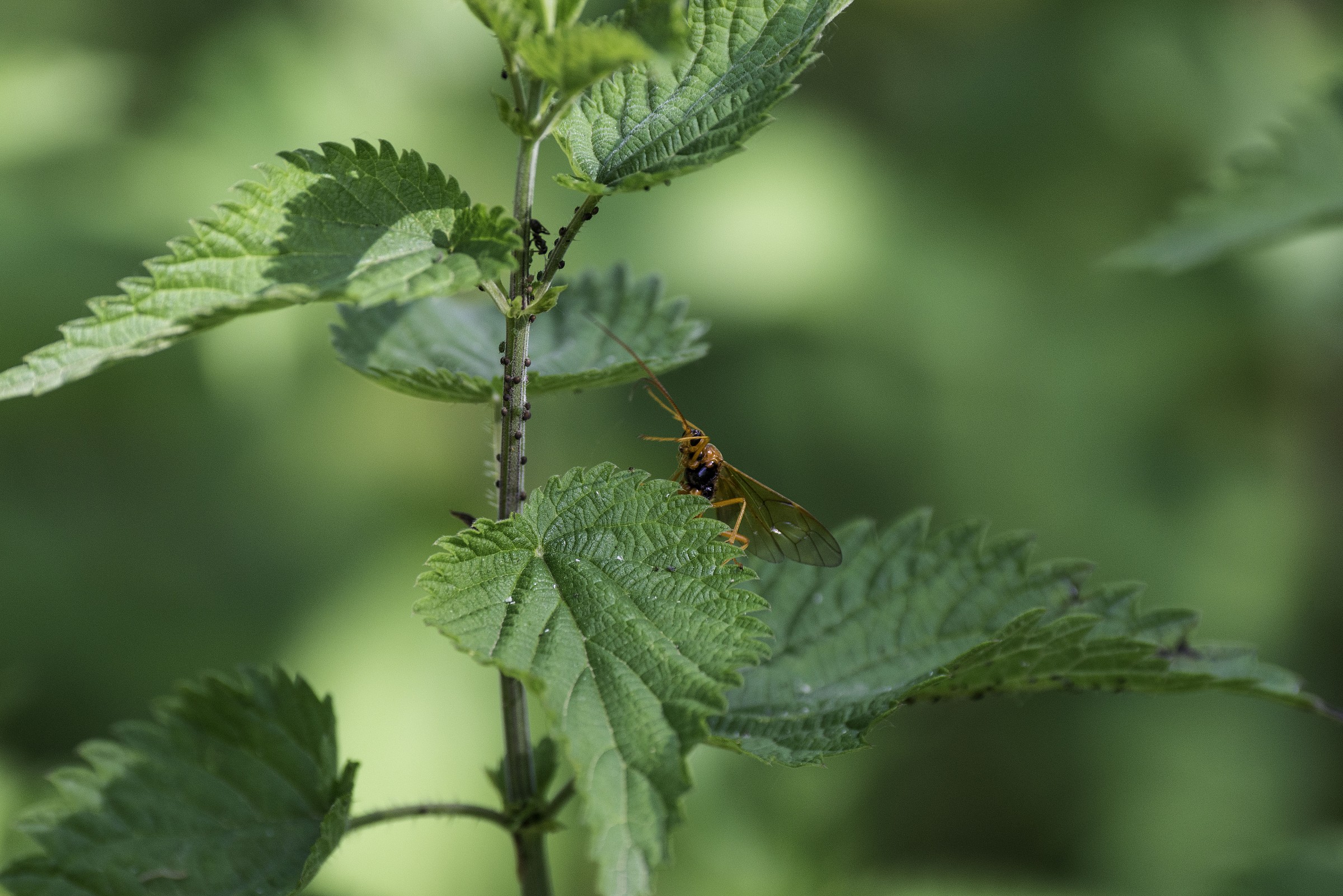 The ambush - Stalking