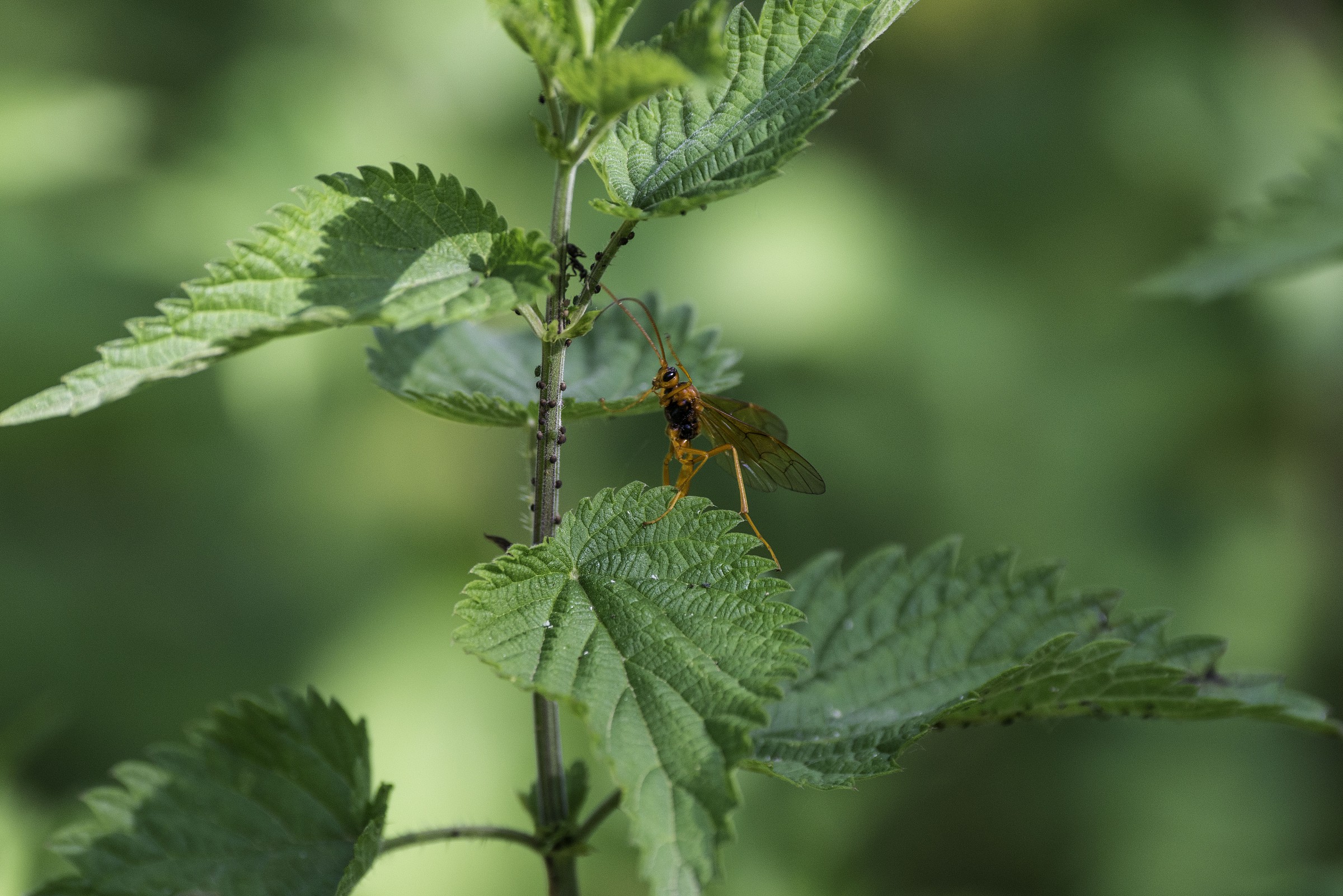 The ambush - Ready to attack