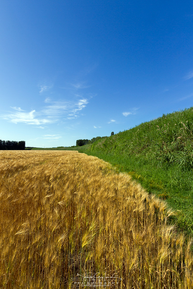 What do you know of a corn field?