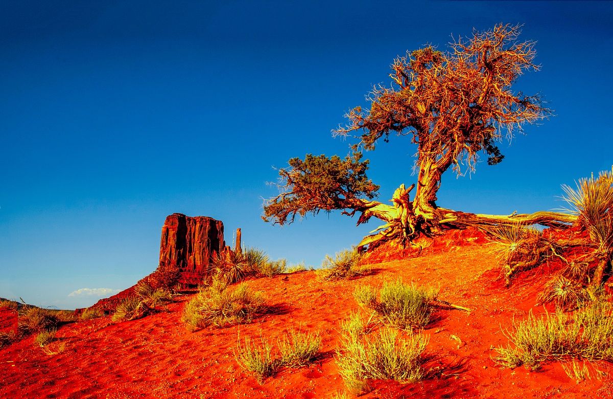 Monument Valley tree
