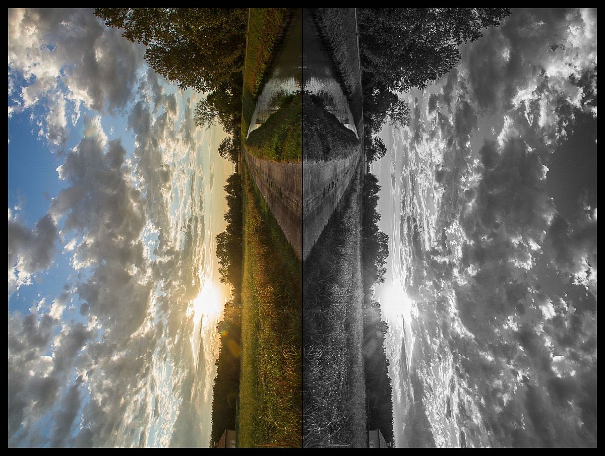 The tree with glasses