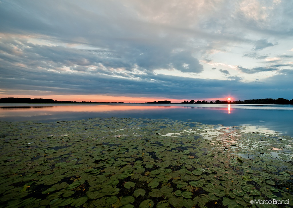 Waterlilies at Sunset