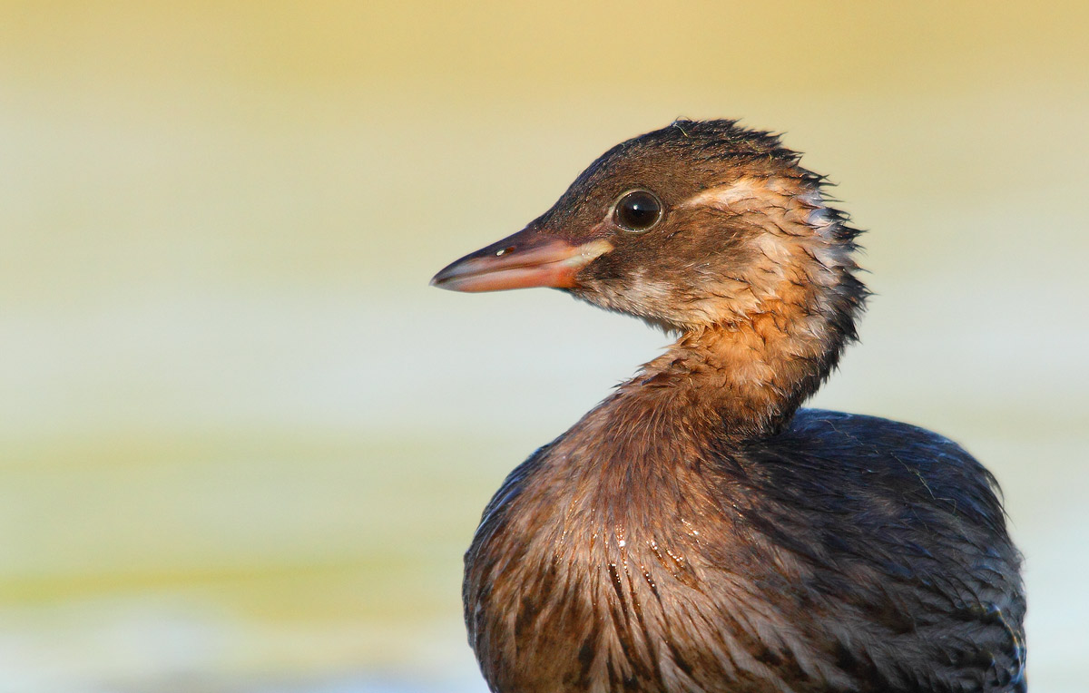 Little Grebe