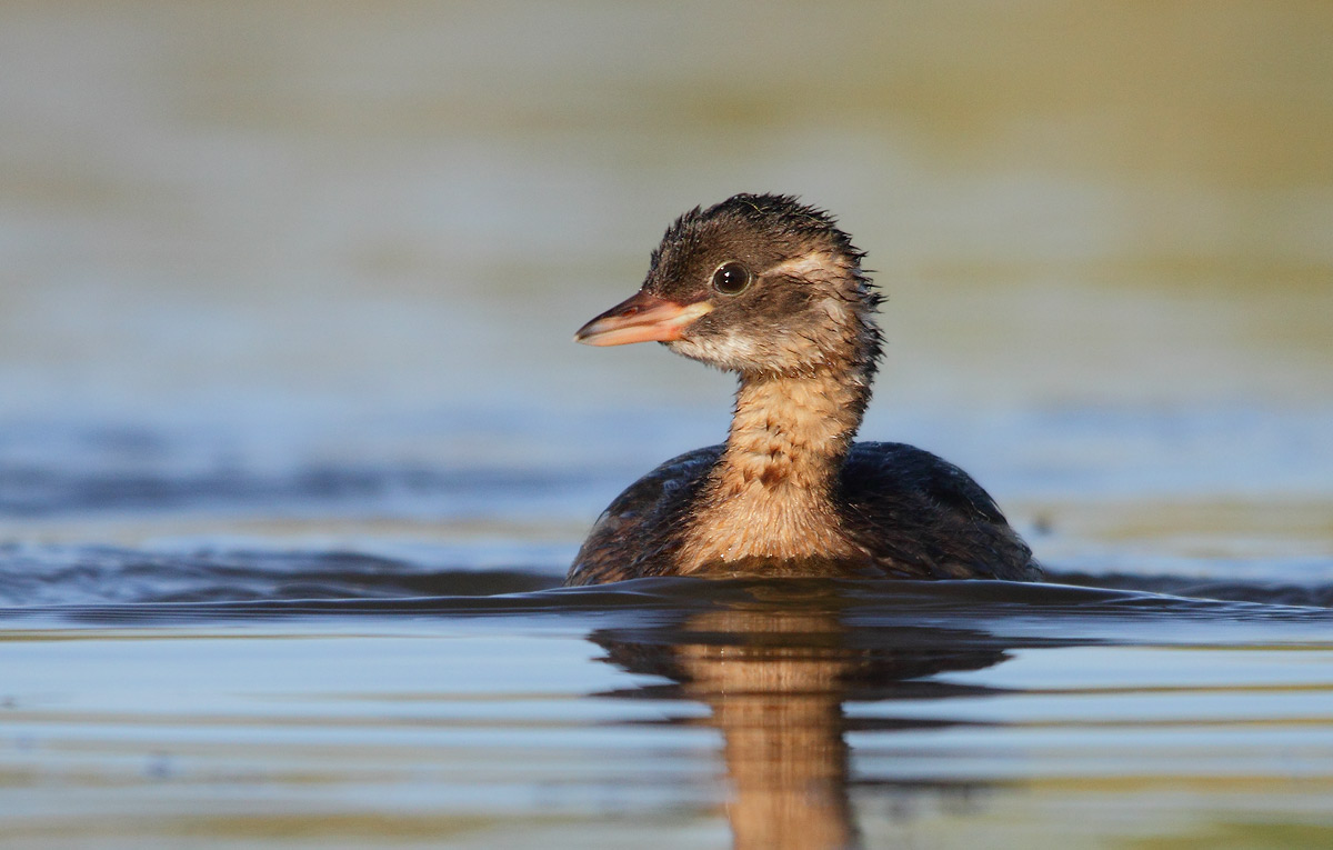 Little Grebe