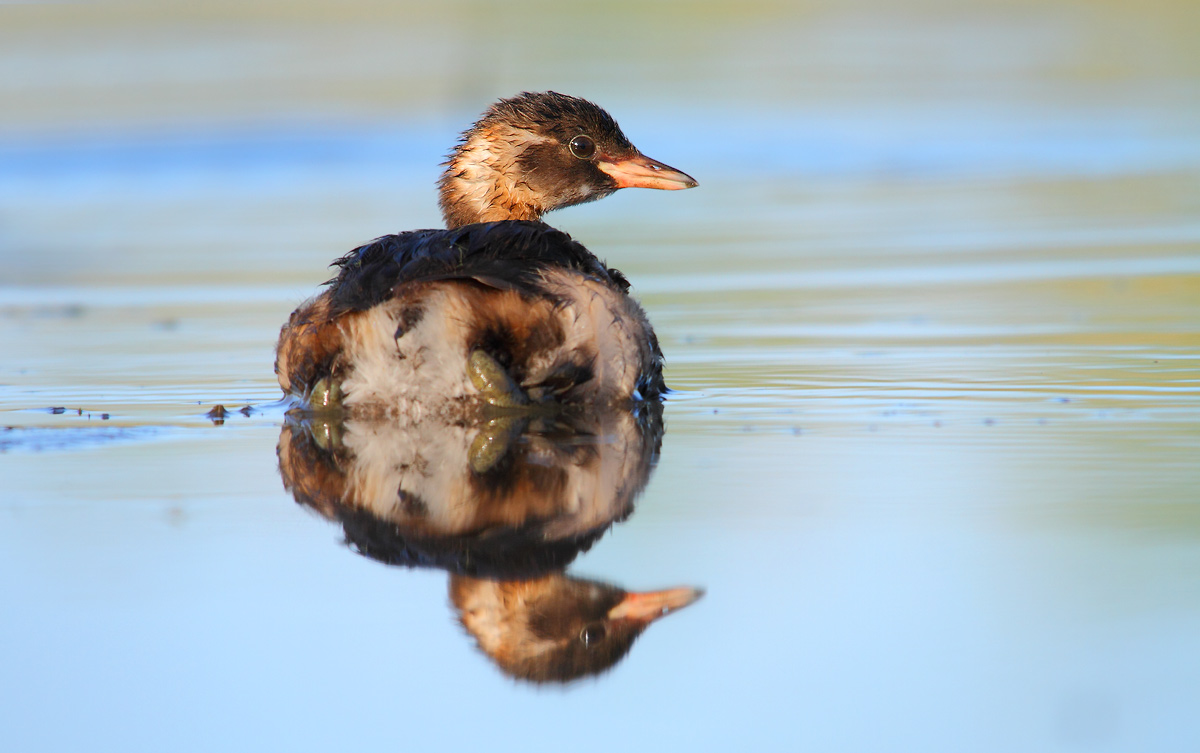 Little Grebe