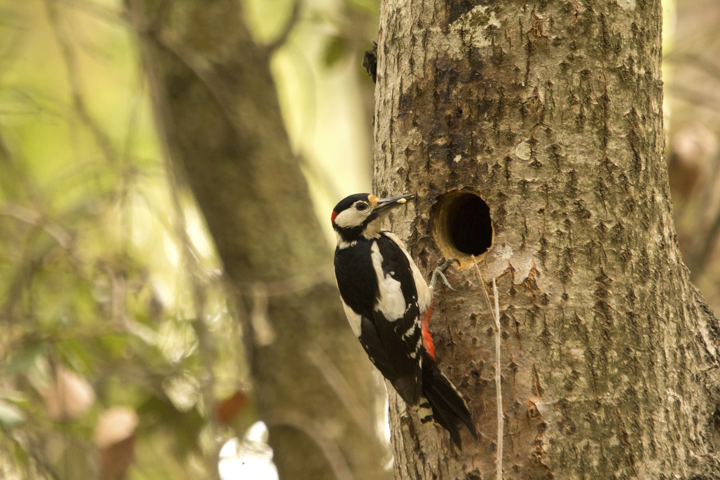 picchio in posa classica..con tanto di verme