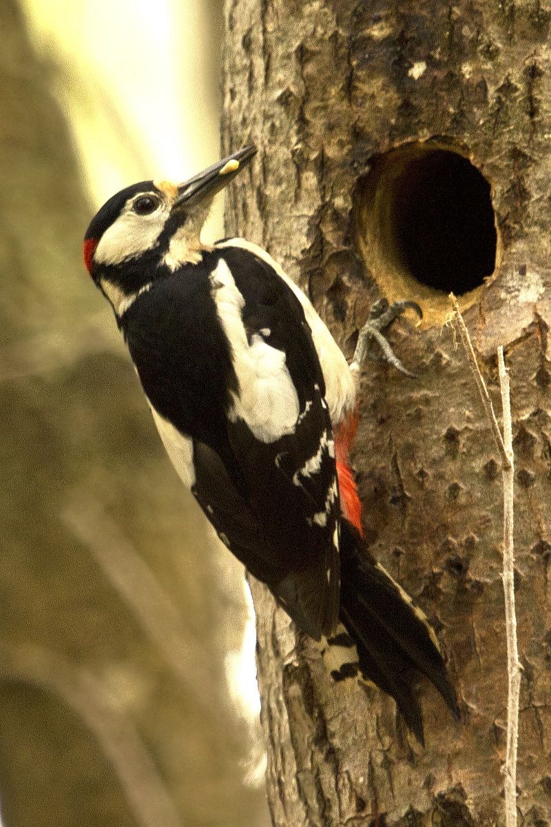 picchio rosso maggiore