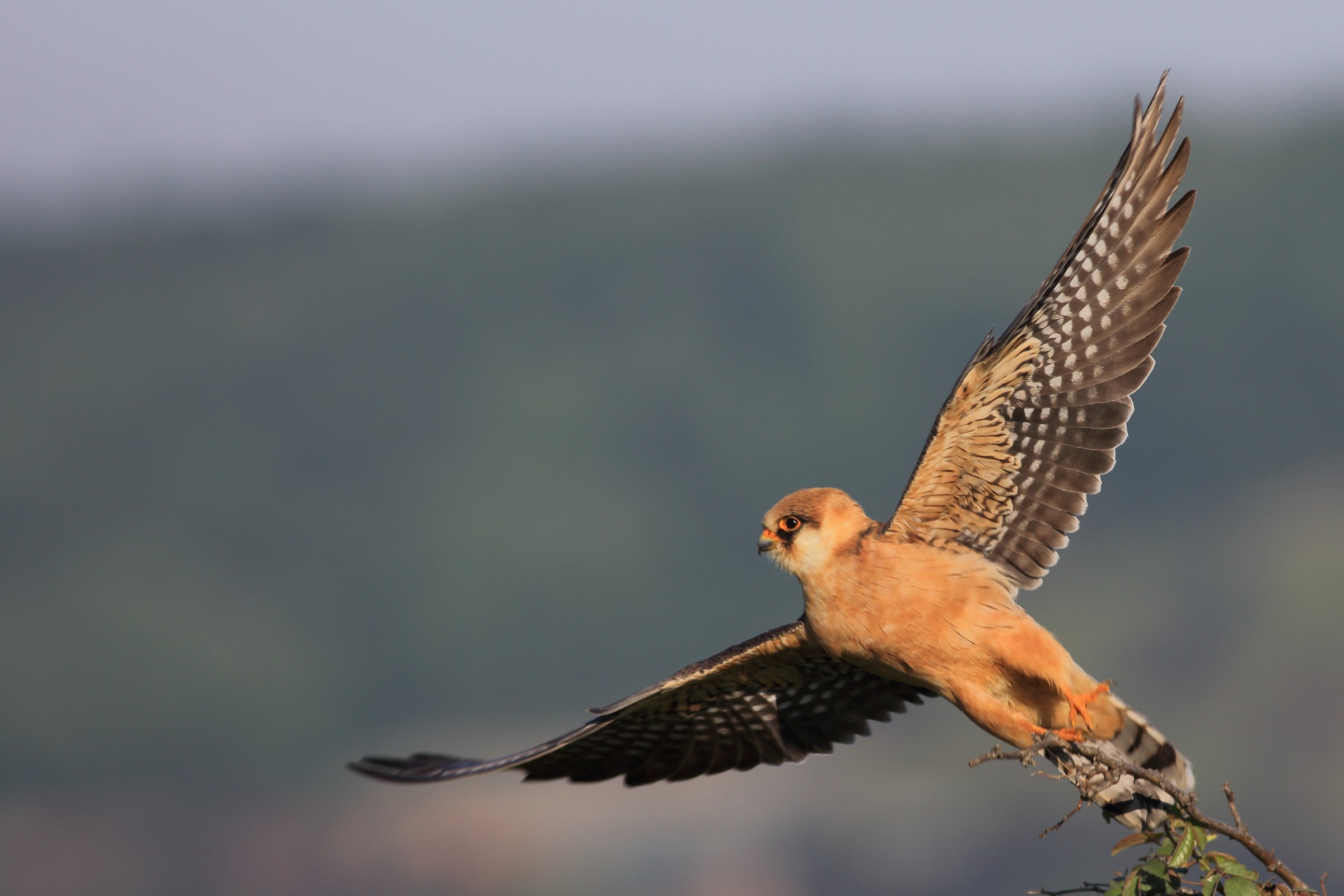Red-footed falcon / Falco vespertinus