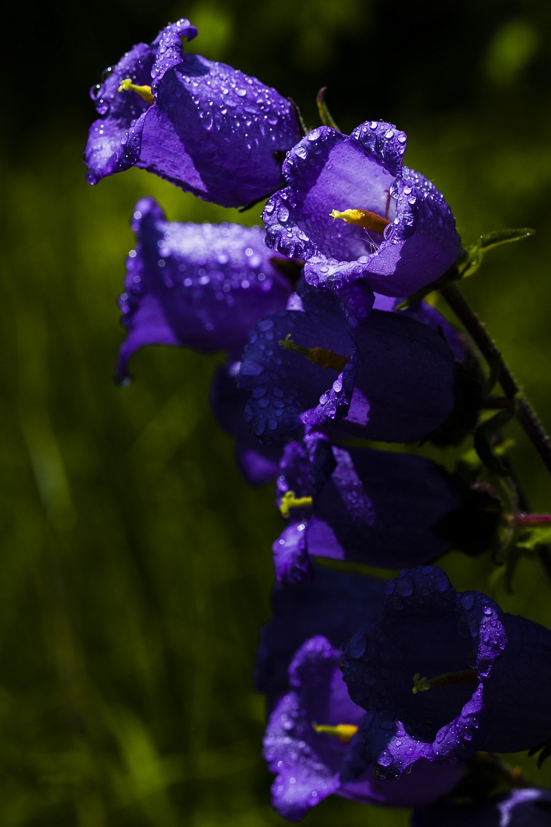 Campanula