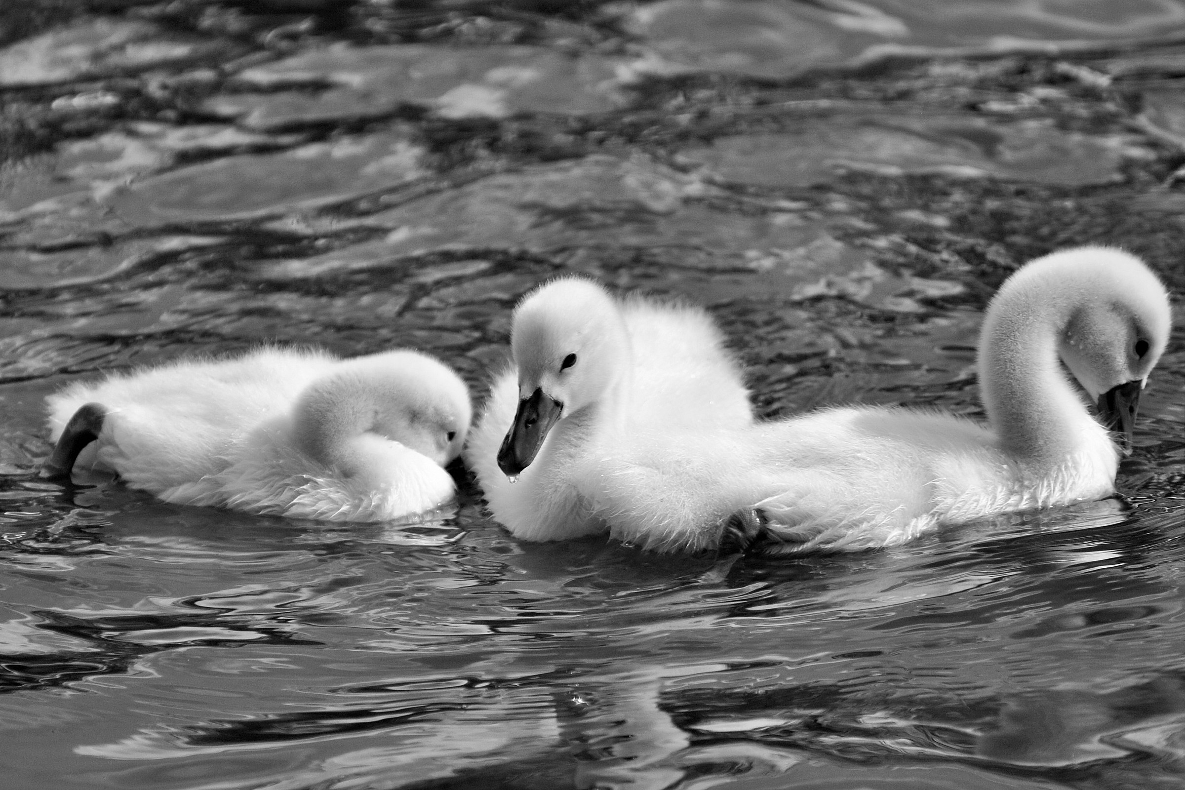 brutti anatroccoli che diverranno cigni