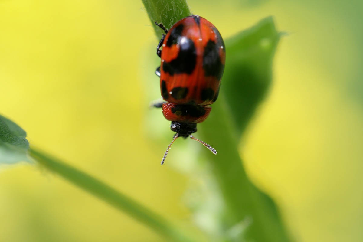 Coccinella 1
