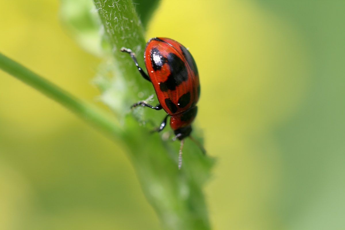 Coccinella 2