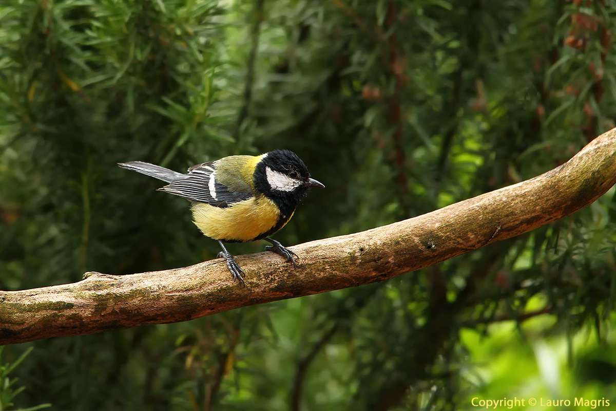 Cinciallegra curiosa