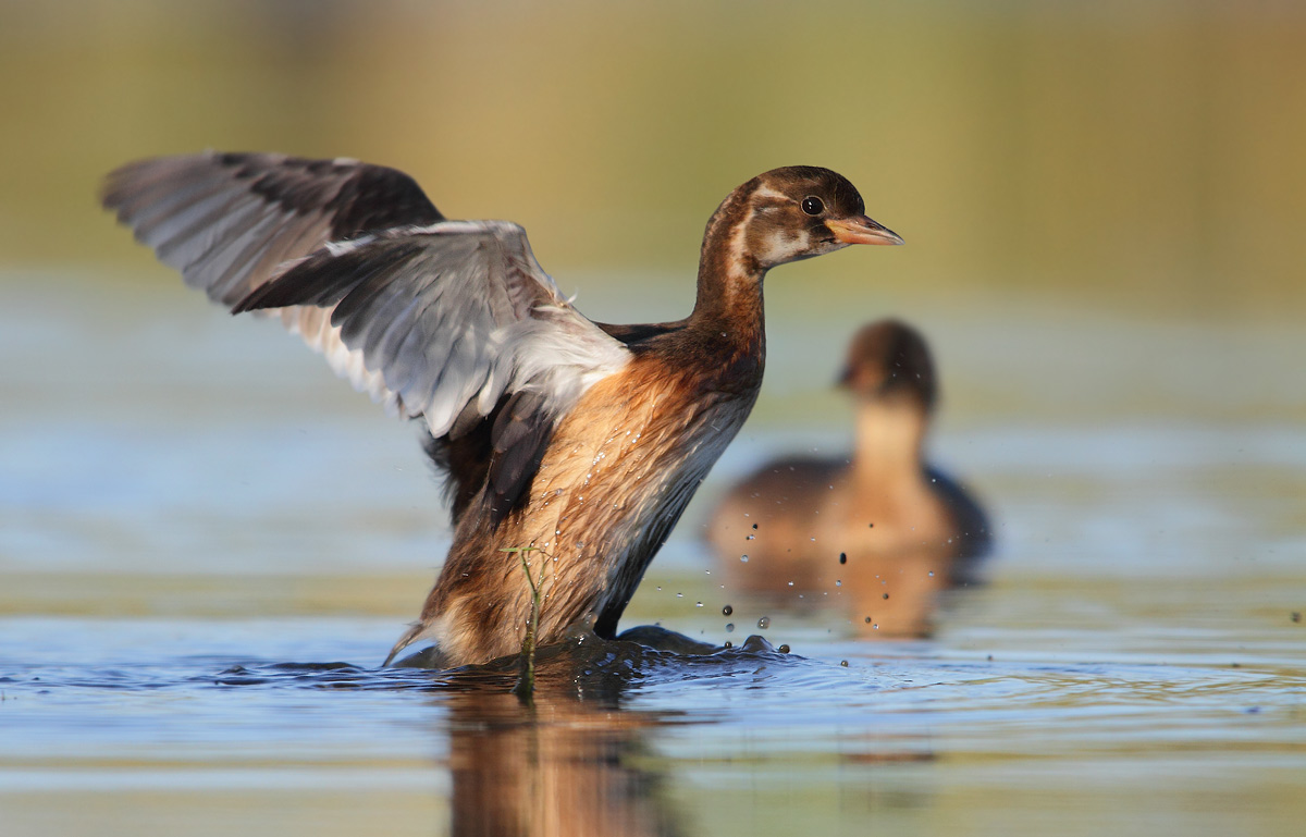 Little Grebe