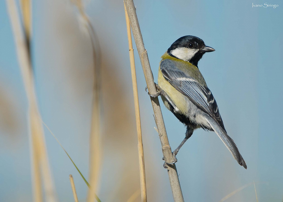 The first Great Tit