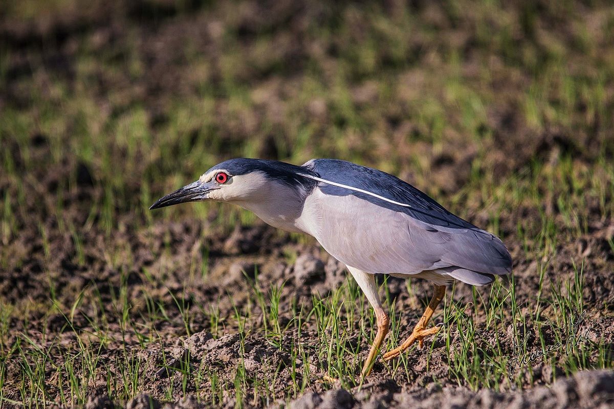 La Nitticora (Nycticorax nycticorax)