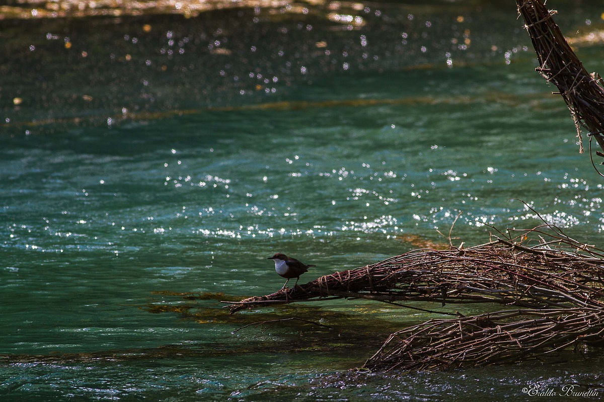 Dipper (Cinclus cinclus)
