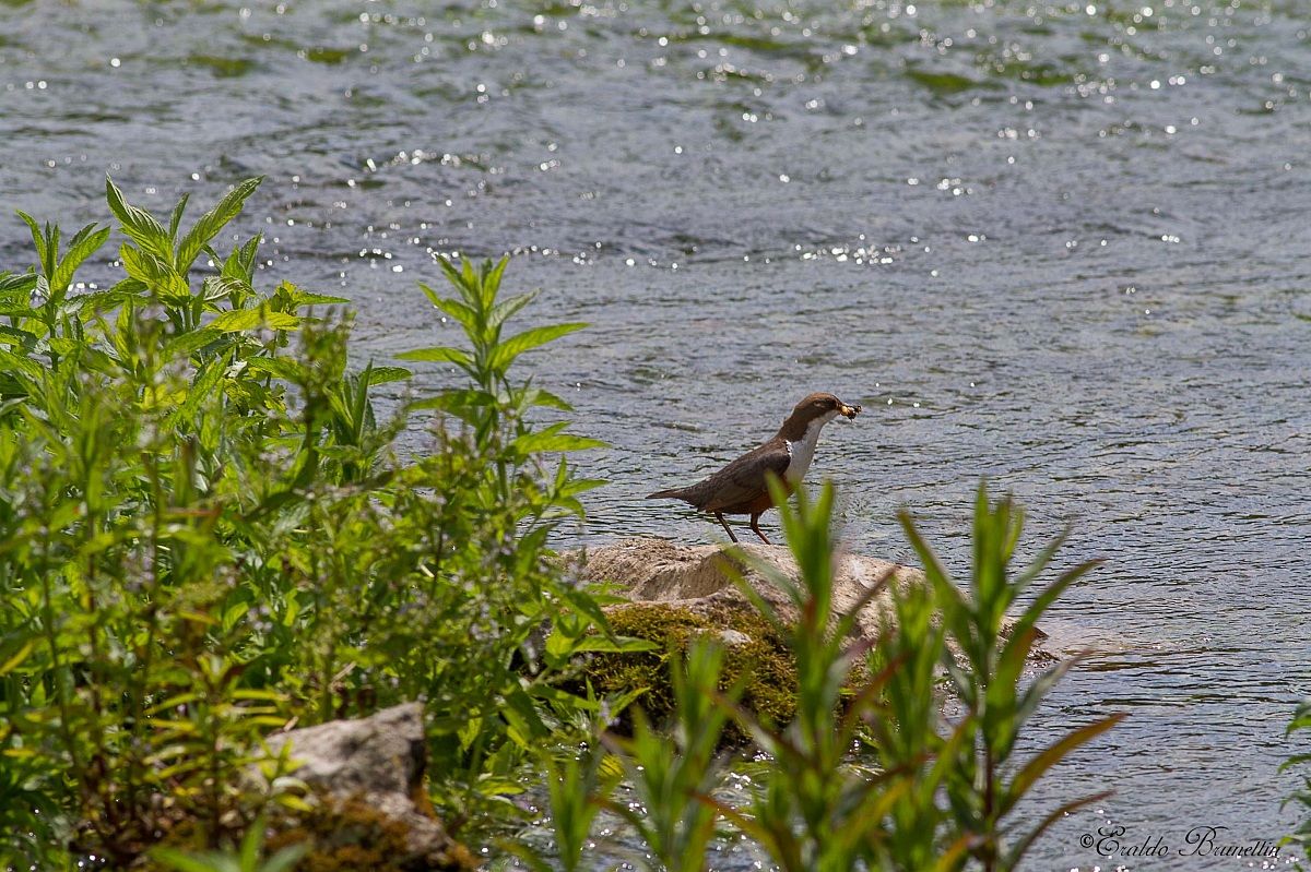 Dipper (Cinclus cinclus)