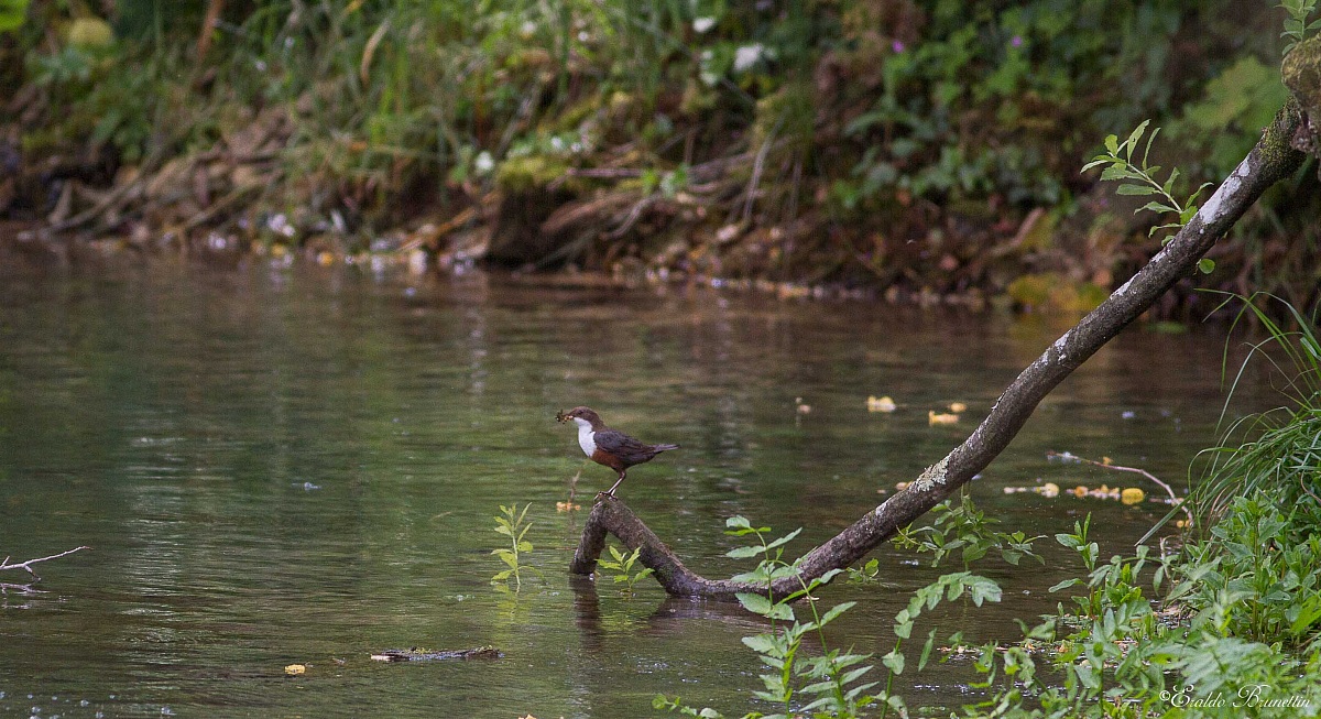 Dipper (Cinclus cinclus)
