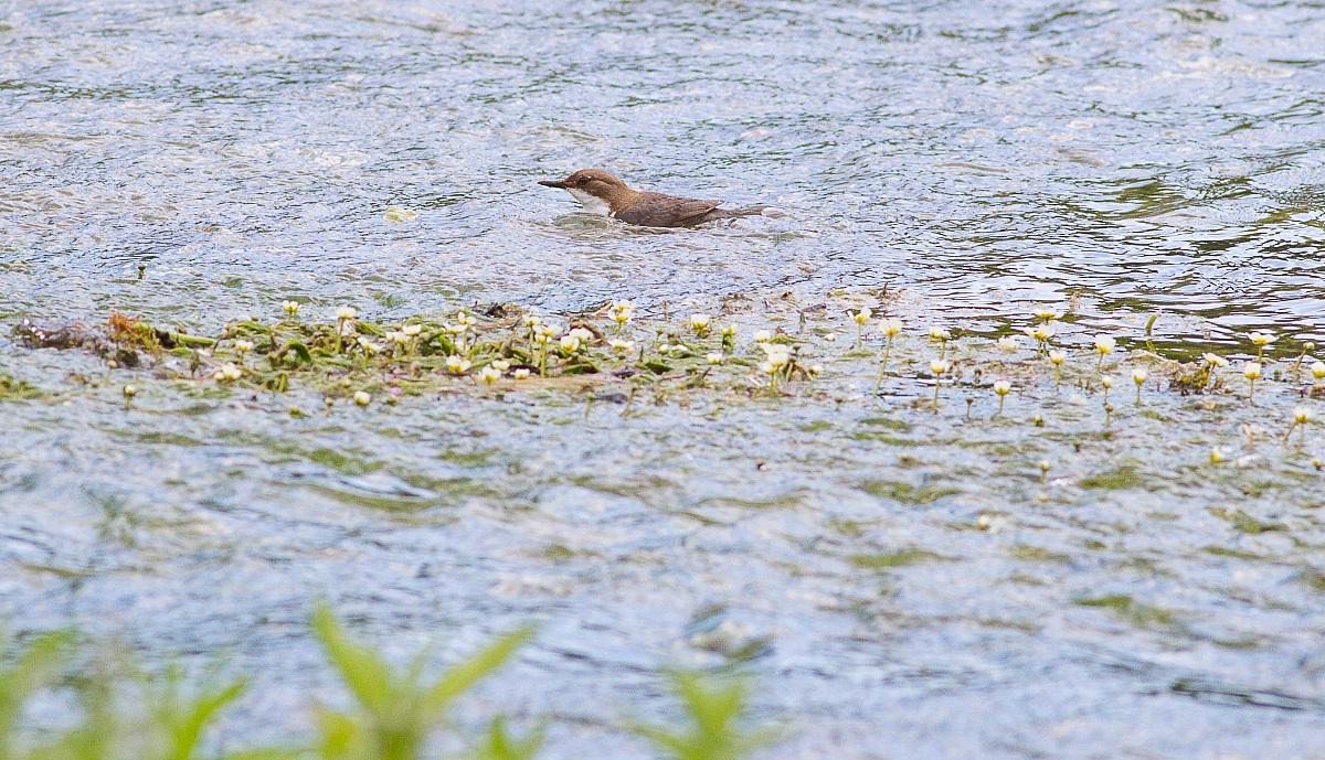 Dipper (Cinclus cinclus)