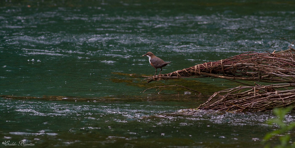 Dipper (Cinclus cinclus)