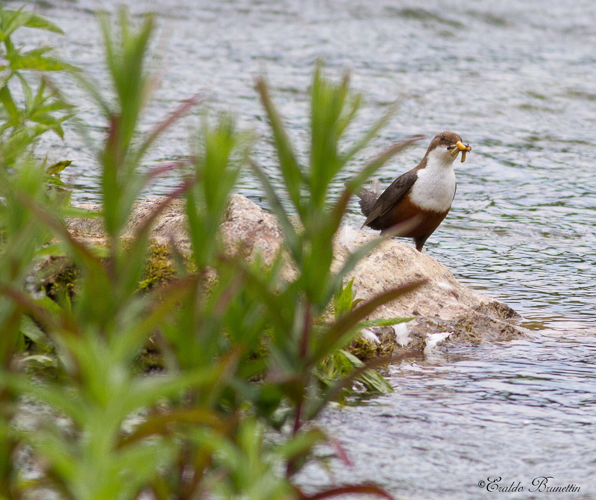Dipper (Cinclus cinclus)