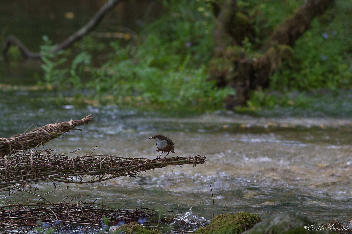 Dipper (Cinclus cinclus)
