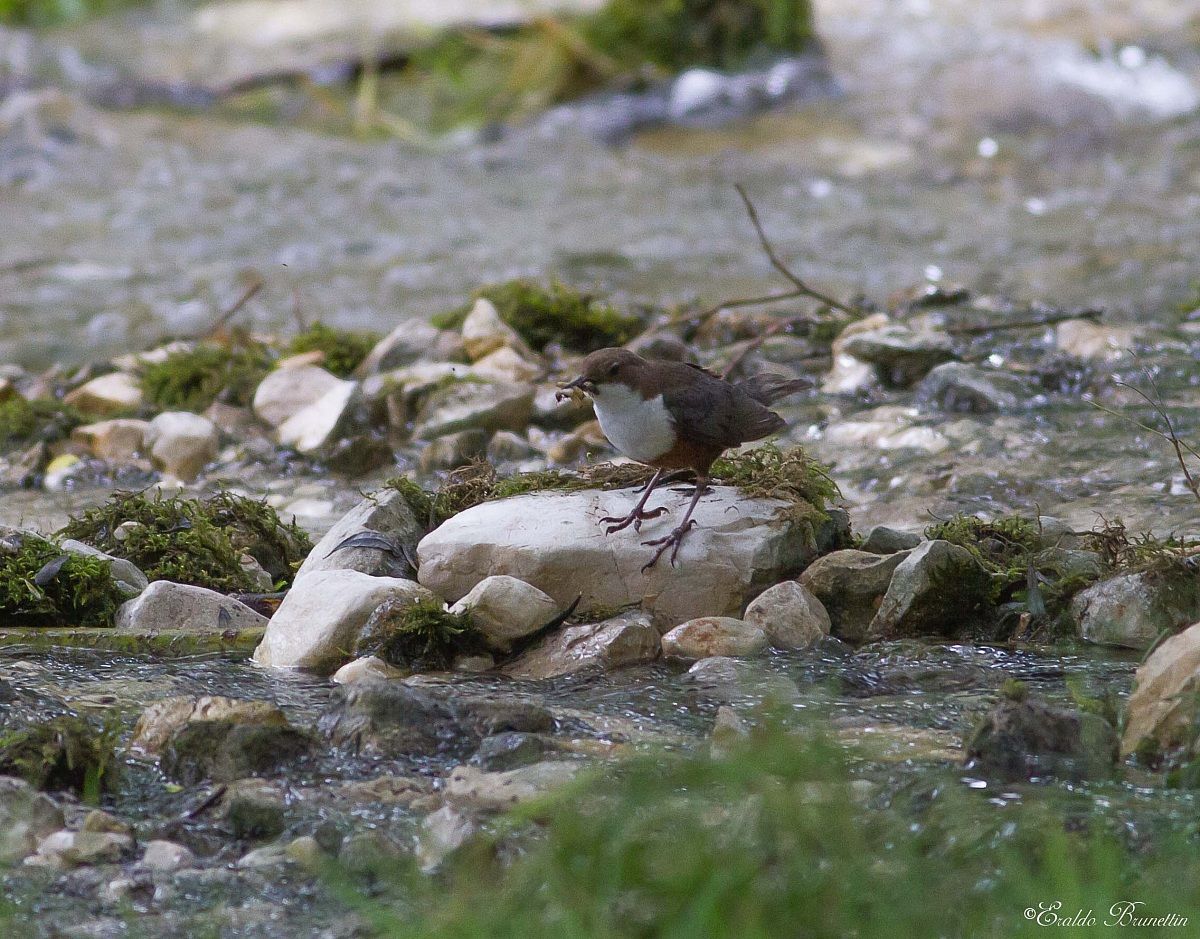 Dipper (Cinclus cinclus)