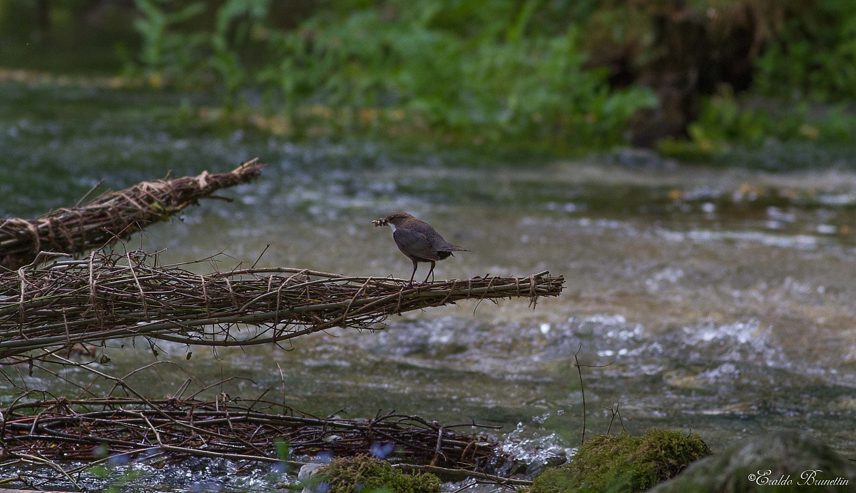 Dipper (Cinclus cinclus)
