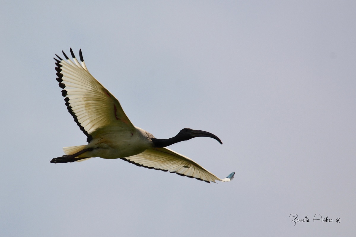 Il volo dell'ibis sacro..