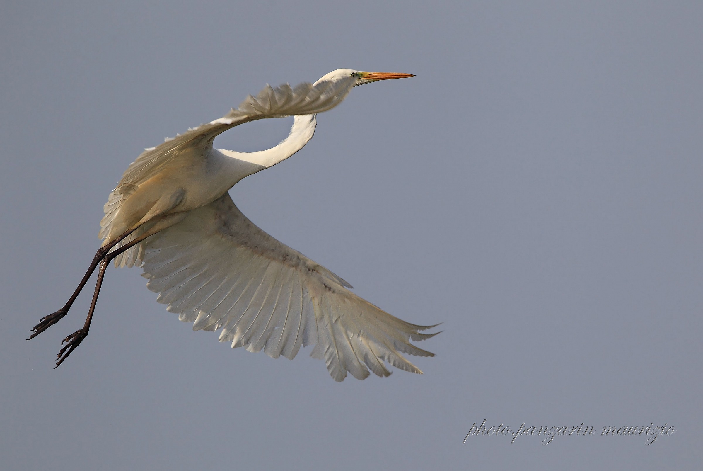 airone bianco maggiore