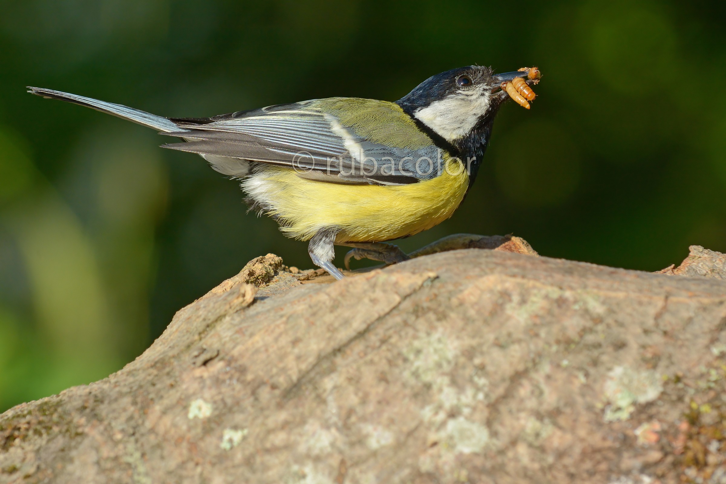 Scorta di cibo  per le cince appena uscite dal nido