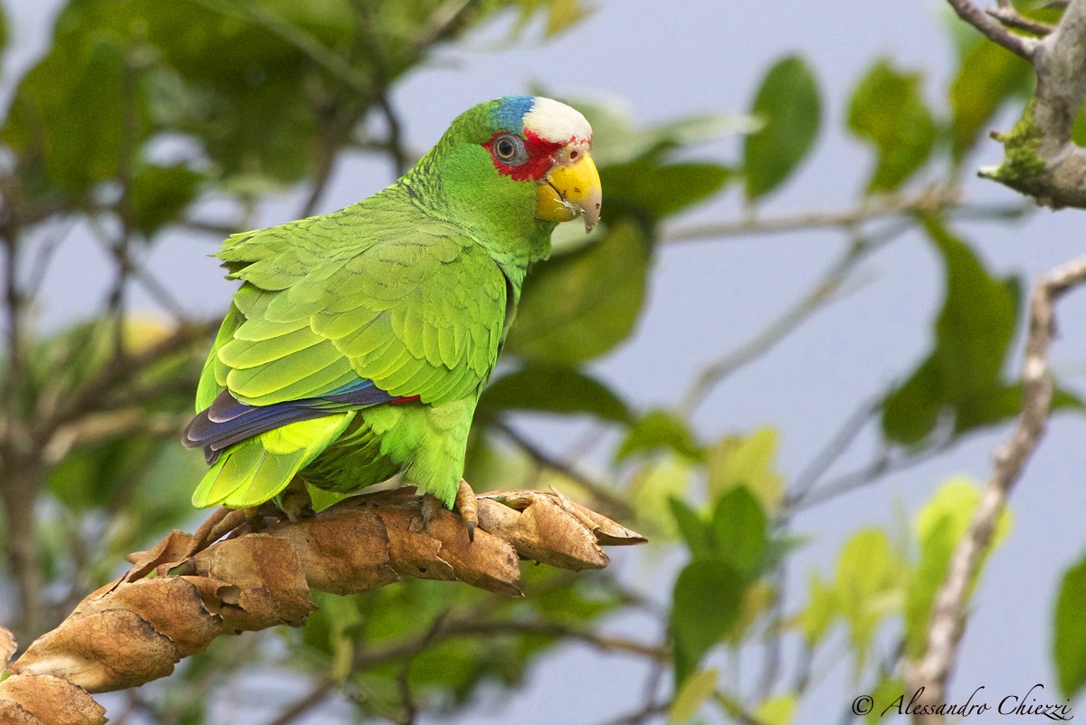 Amazone frontebianca