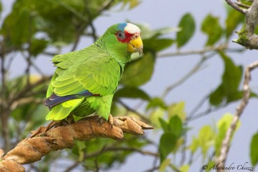Amazona albifrons