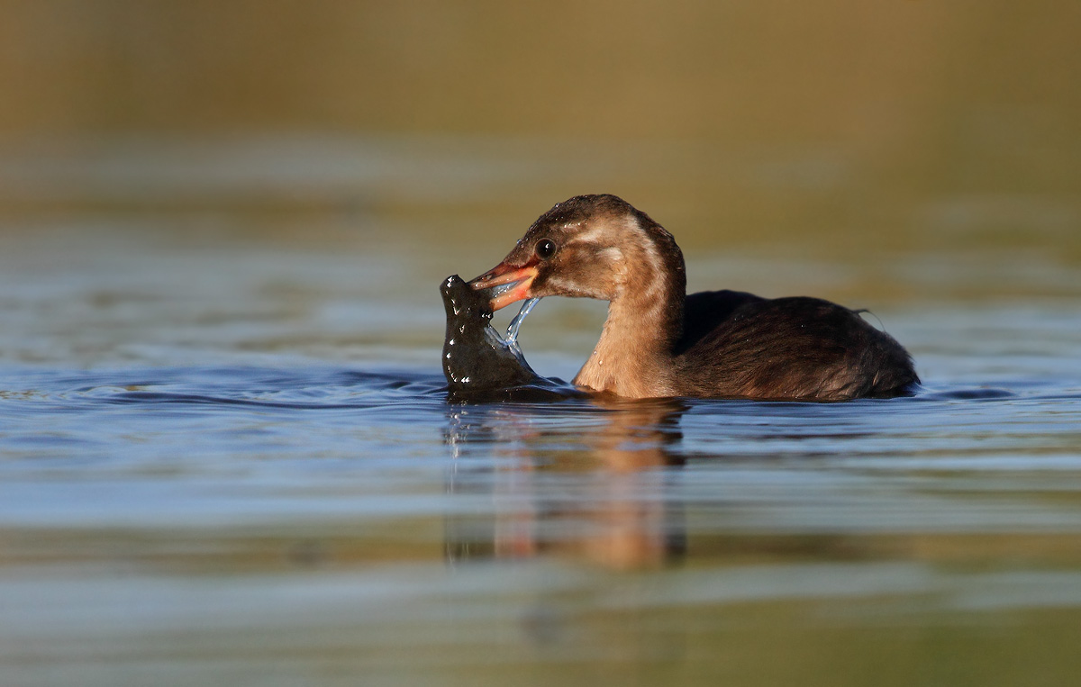 Little Grebe
