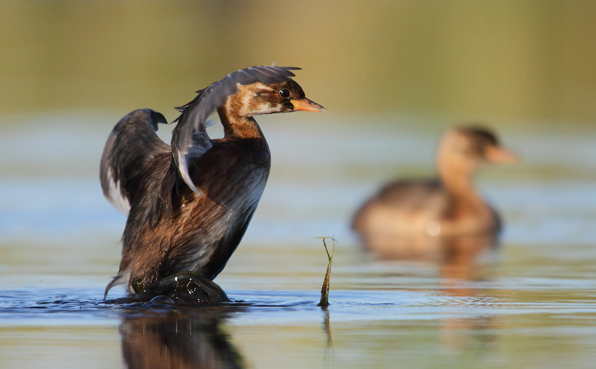 Little Grebe