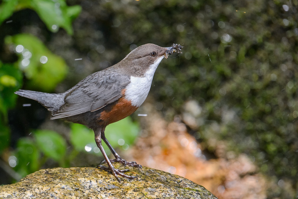 Dipper