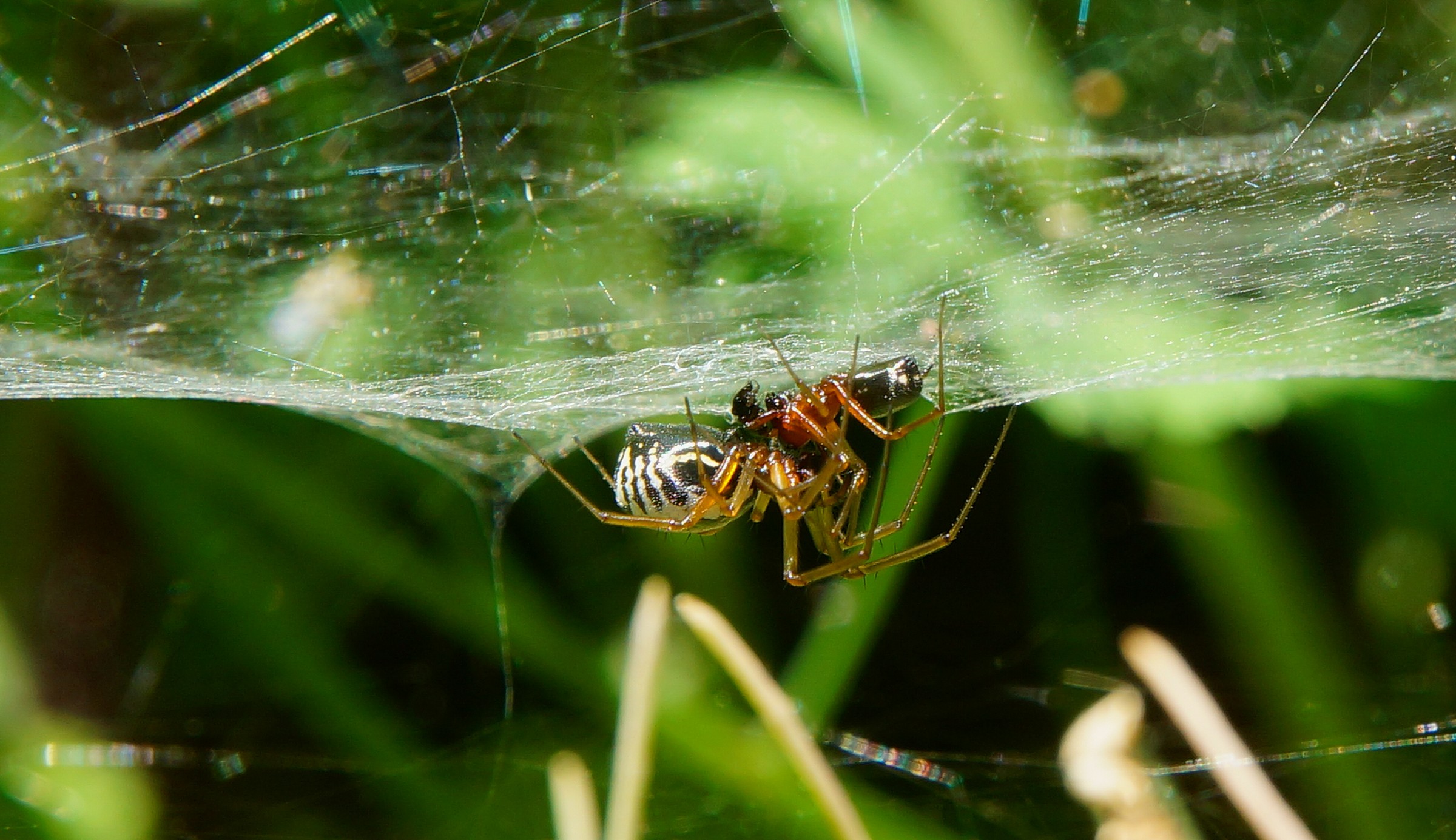 The embrace riscioso