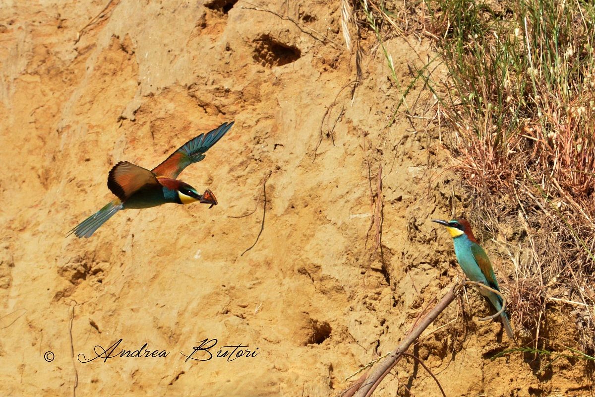 Bee-eaters