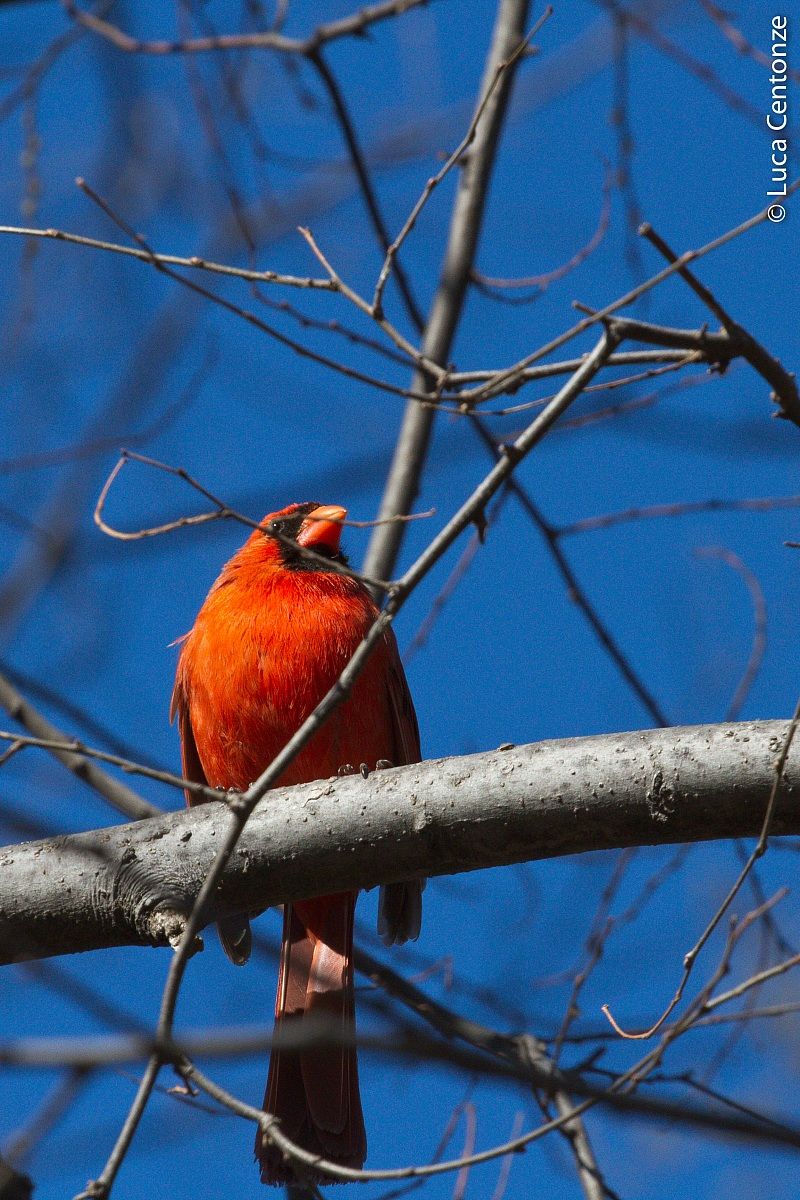 Northern Cardinal (cardinalis cardinalis)