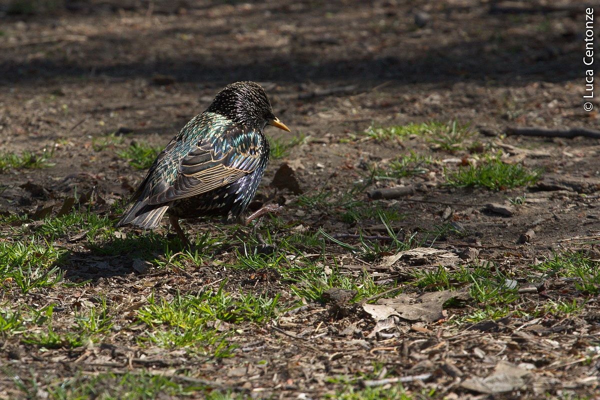 European Starling (Sturnus vulgaris)