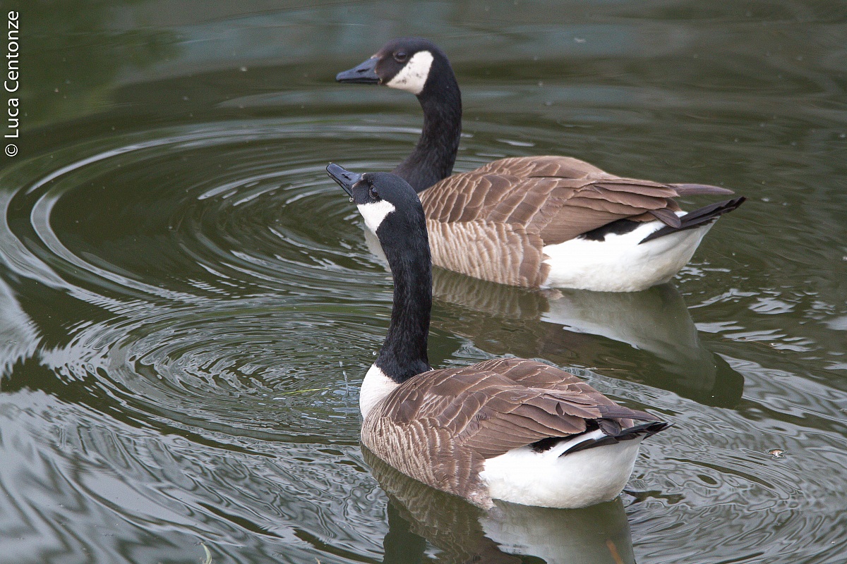 Canadian Goose (Branta Canadensis)
