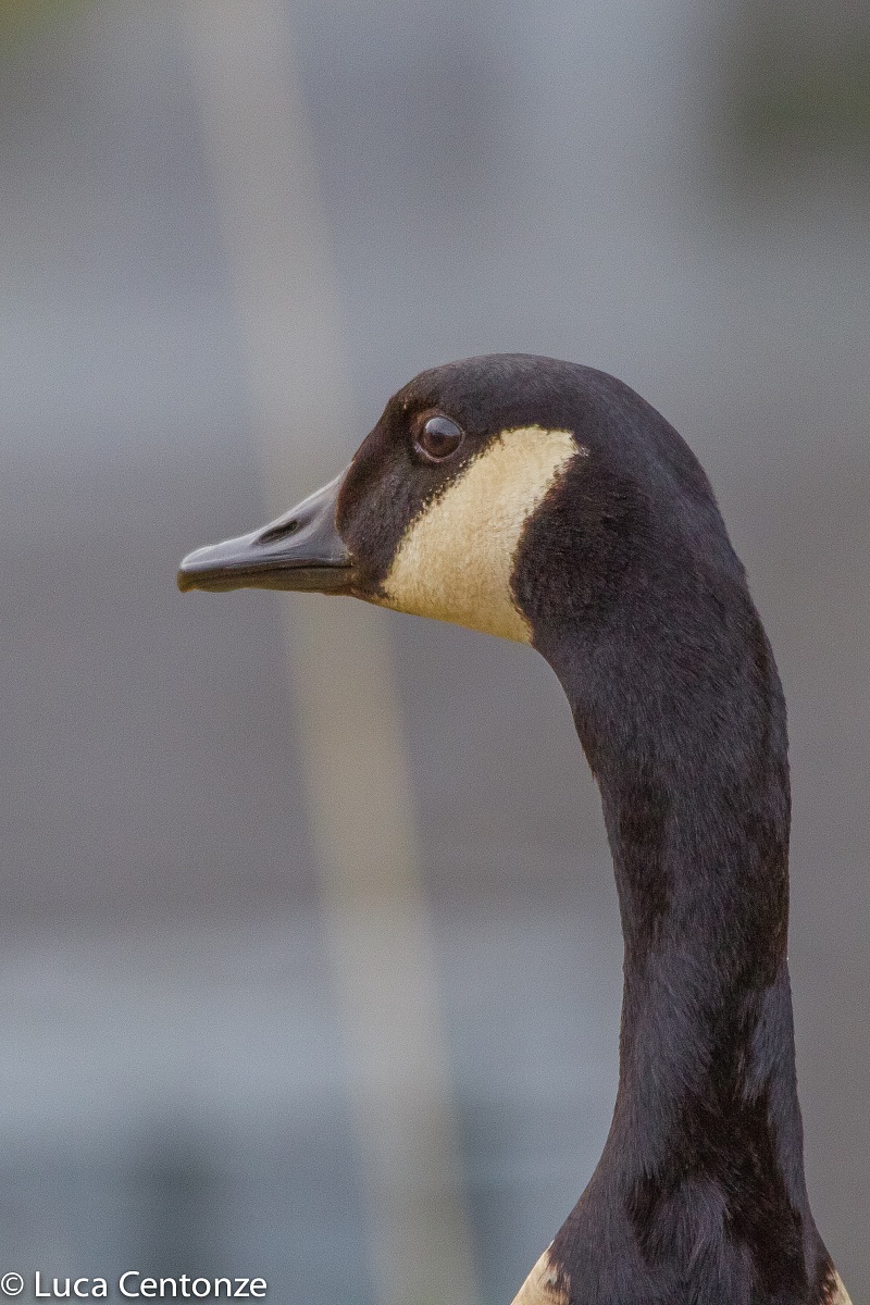 Canadian Goose (Branta Canadensis)