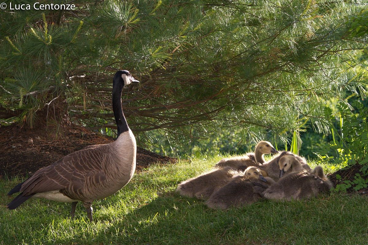 Canadian Goose (Branta Canadensis)