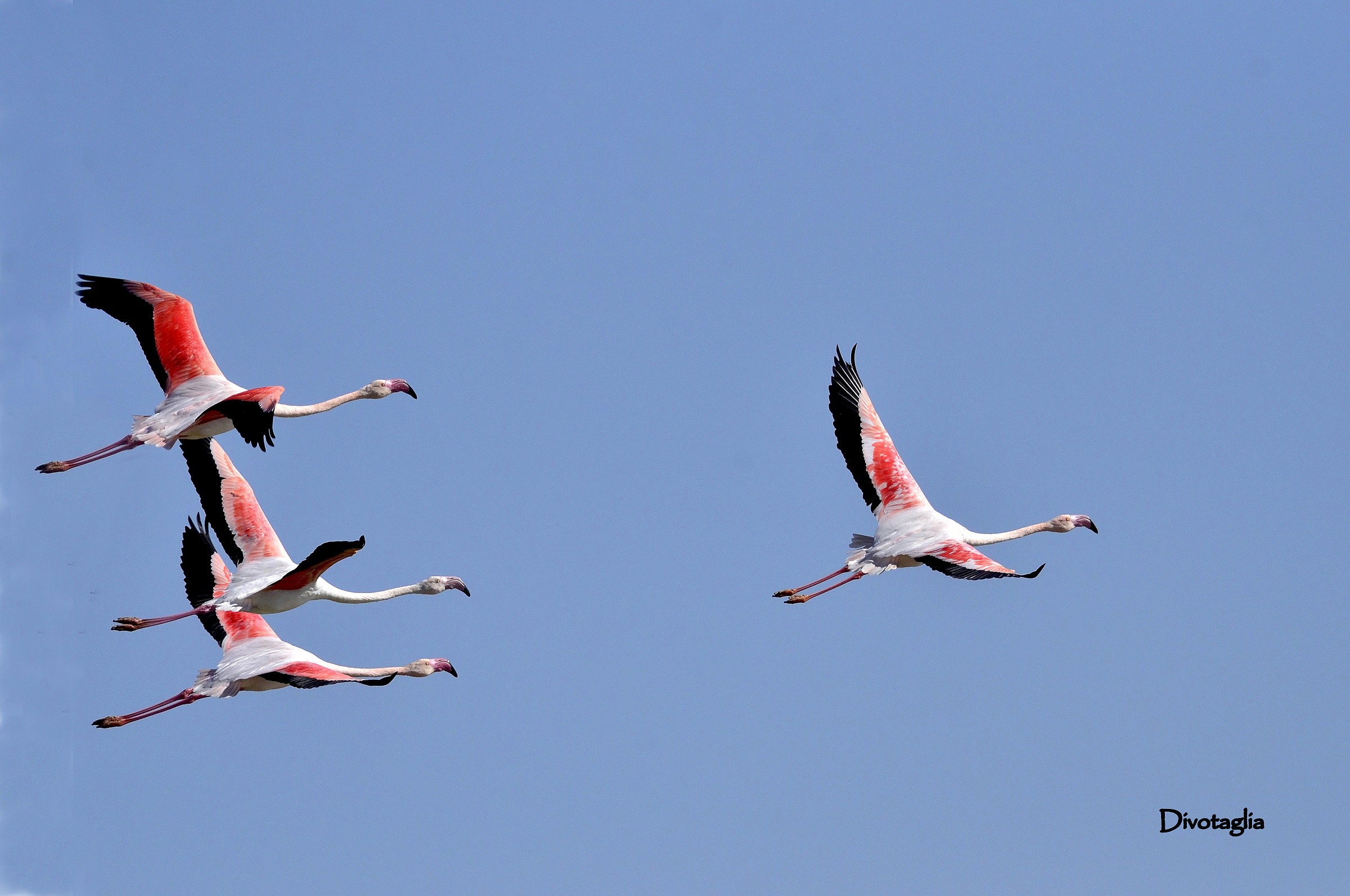 Flamingos (Color flies)