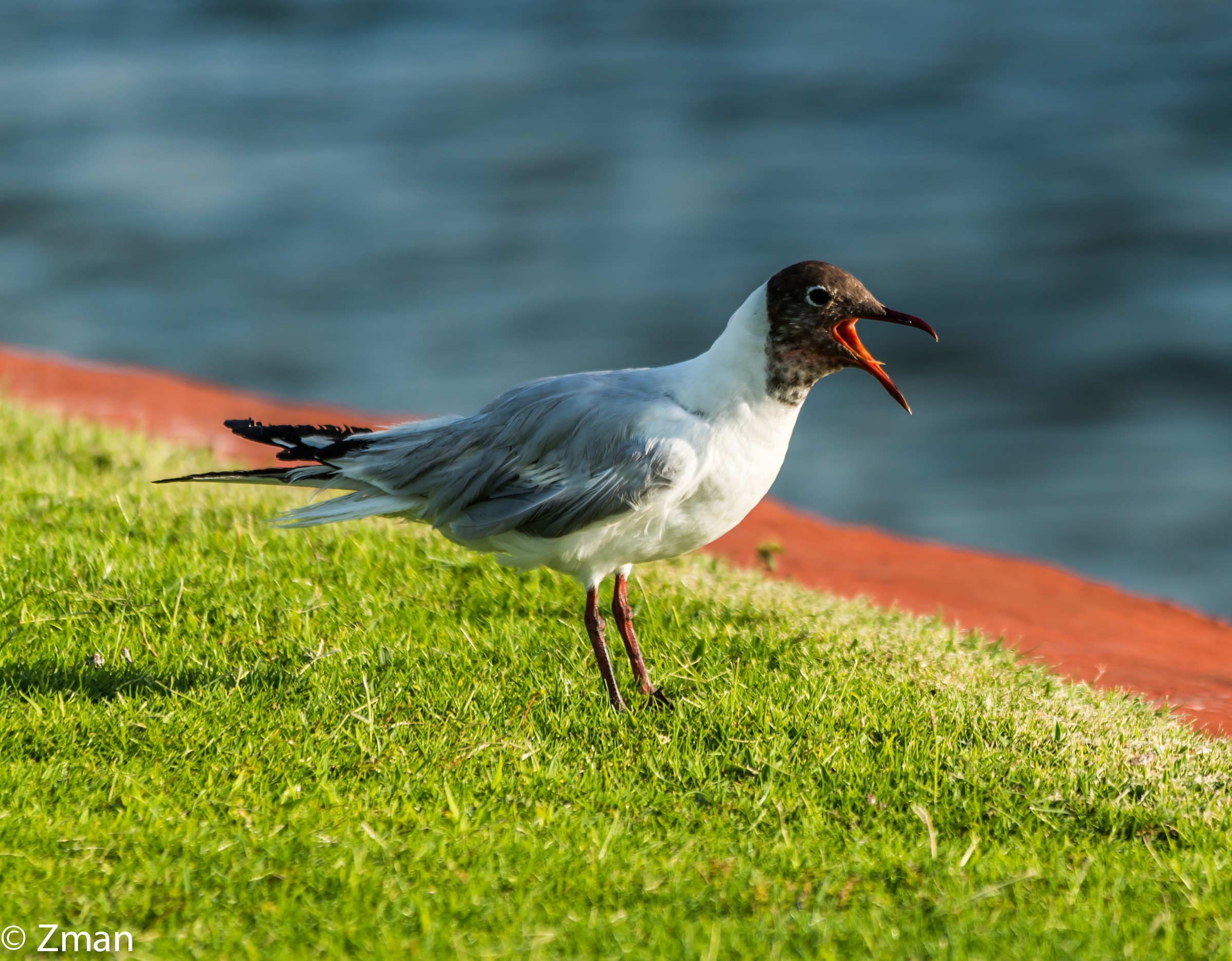 A Sea Gull on The Golf Course