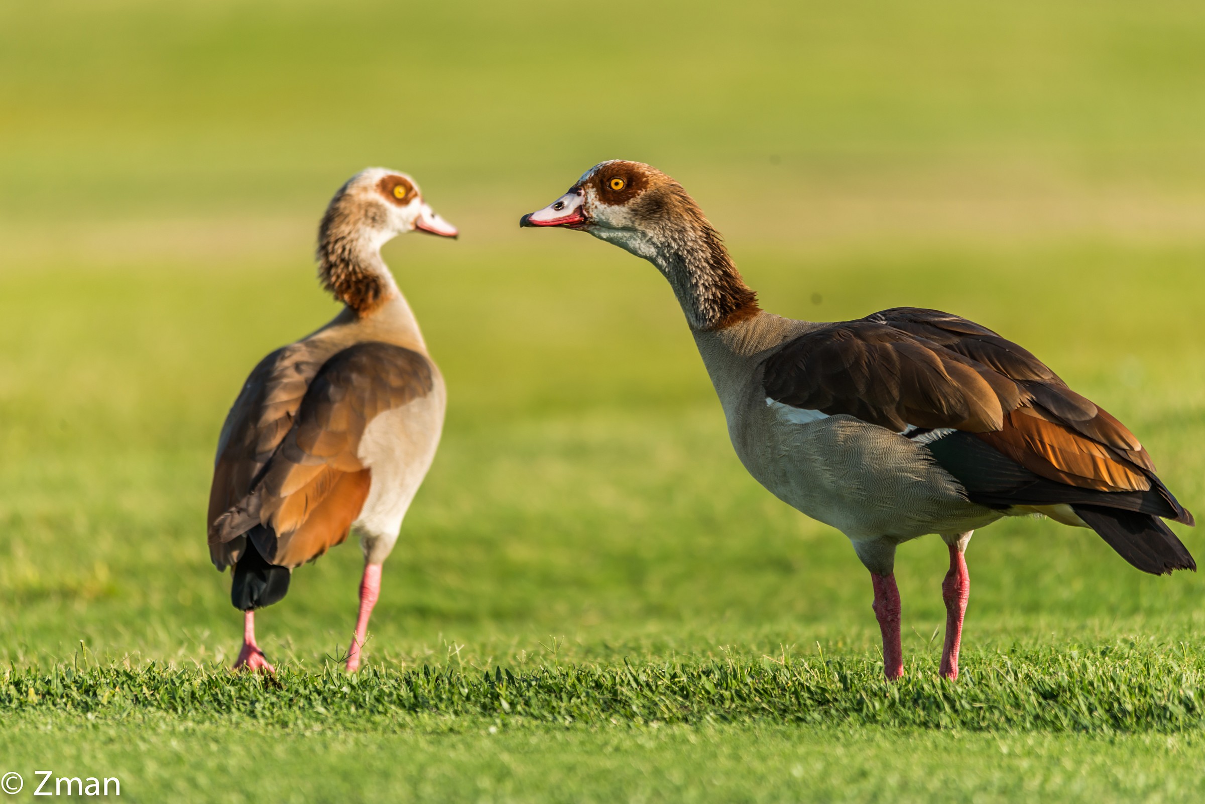 Wild Geese On The Golf Course