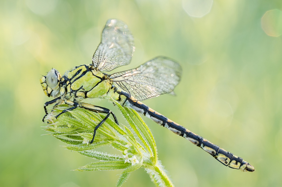 Ophiogomphus cecilia II