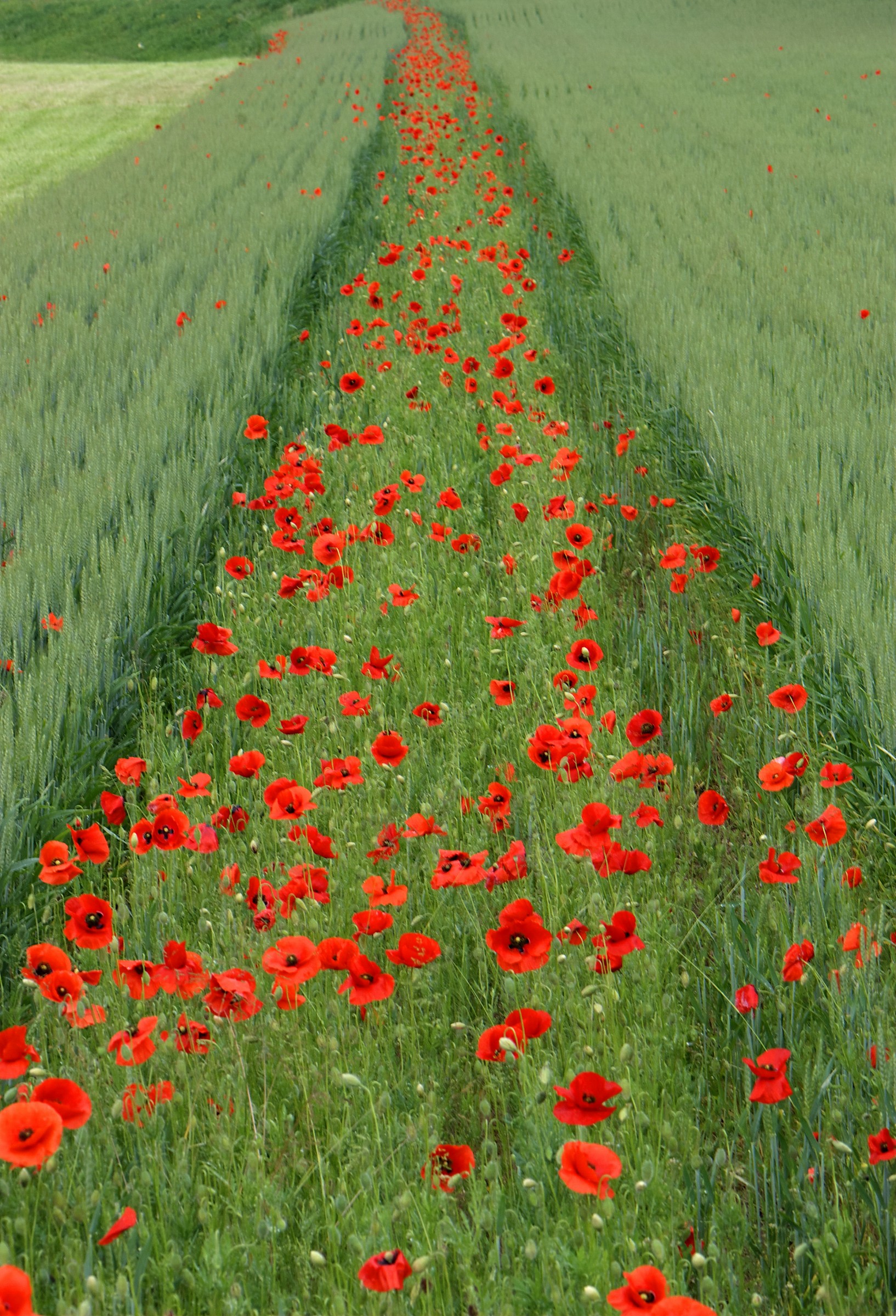 poppies