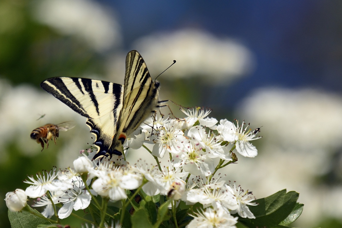 Concerto di natura...